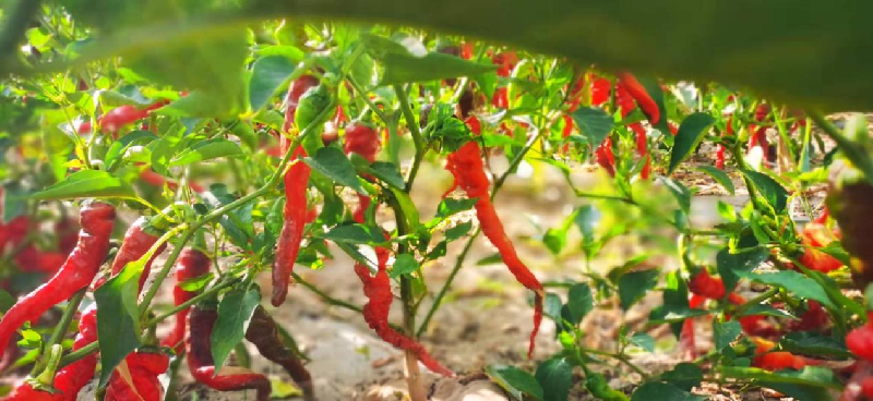 銀川伊百盛生物工程有限公司 銀川伊百盛生物工程有限公司