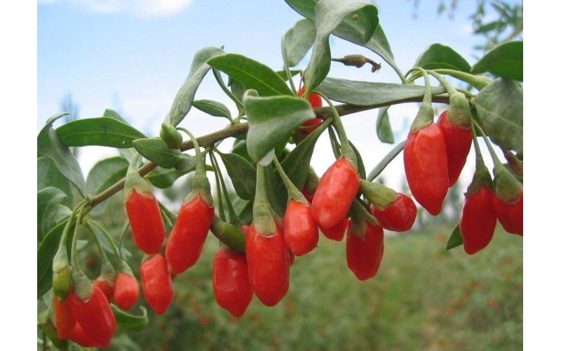 枸杞的分類，什么是枸杞原漿？